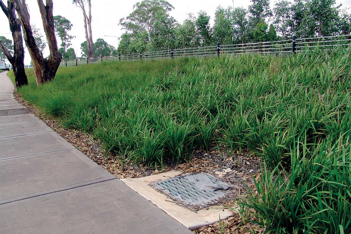 Green life for erosion control Architecture Now